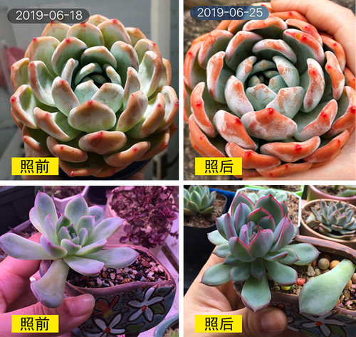 植力 LED全光谱多肉补光灯防徒长上色植物生长光合作用家用仿太阳 - 图3