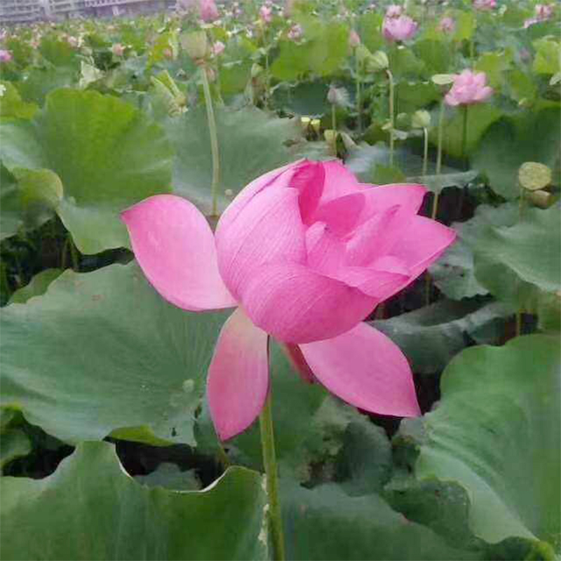 10颗太空莲藕种荷花苗湘莲藕苗大型观赏盆栽莲花苗食用苗种藕带芽 - 图3