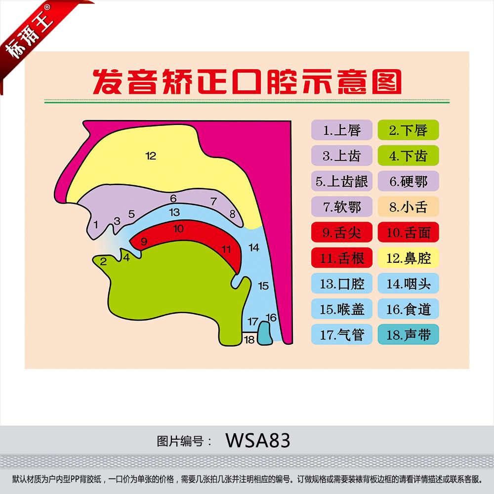 发音矫正口腔示意图挂图宣传画英语拼音发音器官图解墙贴画WSA83-图0