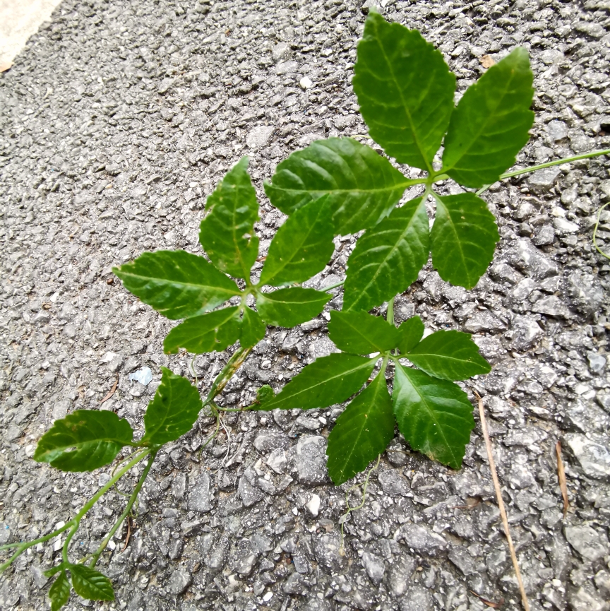 七叶绞股蓝幼苗，生根好养的攀援植物宝藏绿植特色实用盆栽-图0