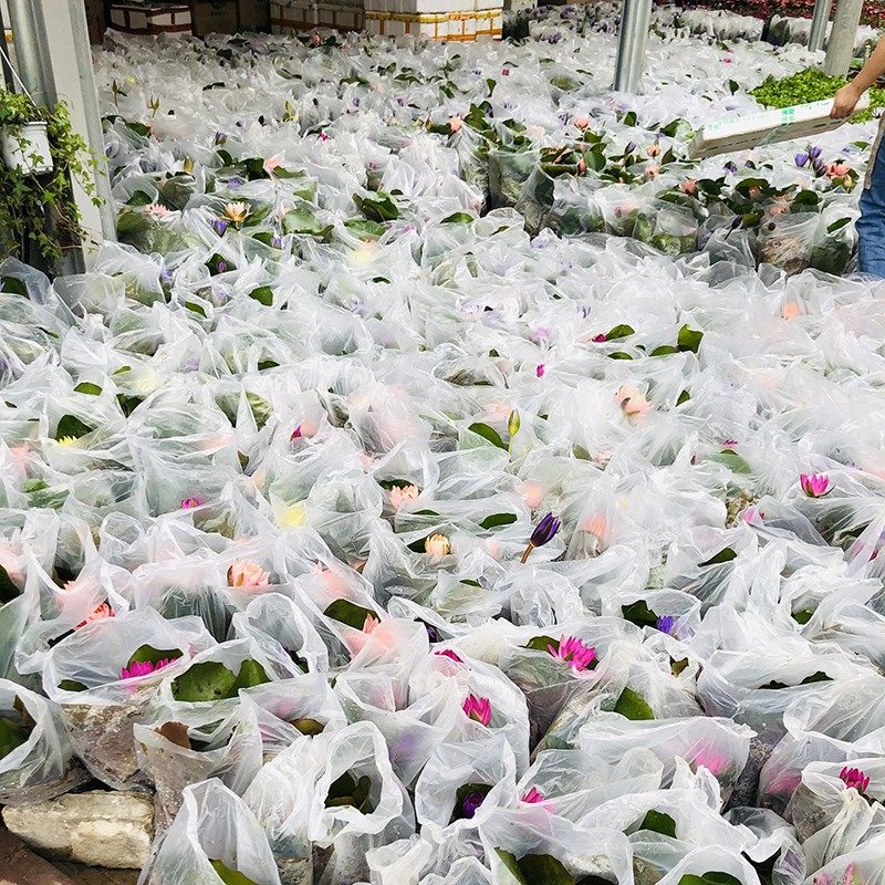 睡莲盆栽带花苞黑美人四季室内阳台水培花苗荷花植物水养花卉