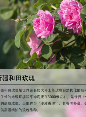 新疆玫瑰精油天然护肤