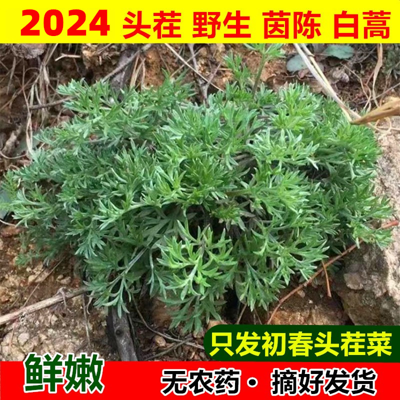 【野生现挖】新鲜茵陈山东整颗嫩芽食用应当季野菜蔬菜三月绵白蒿 - 图2