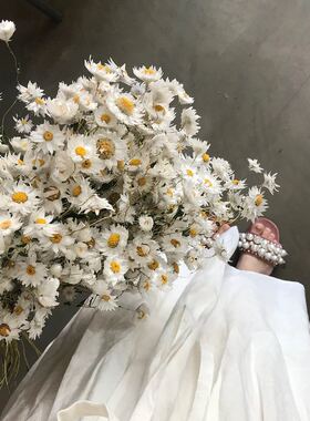 鲁丹鸟白色罗丹斯小雏菊干花花束家居装饰摆件ins风春游野餐拍摄