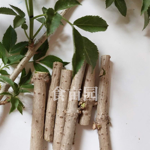 活筋条 接骨木 顺筋条舒筋条 陆英 接骨枝2斤装包邮 - 图2