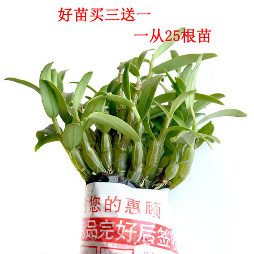 买三送一正宗霍山石斛苗米斛苗铁皮苗石斛兰花盆栽养生边种边采吃 - 图0