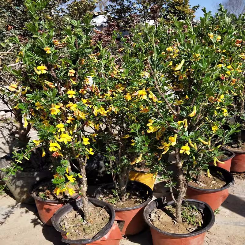 可食用黄金雀盆栽树苗南雀北雀花老桩新鲜盆栽金雀梅锦鸡儿阳雀花,淘宝优惠券,粉丝福利购,淘宝优惠卷