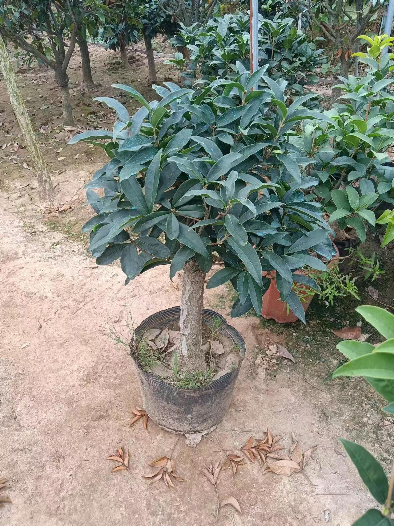 流苏嫁接日香桂佛顶株天香台阁桂花盆栽盆景树苗浓香型四季开花-图2