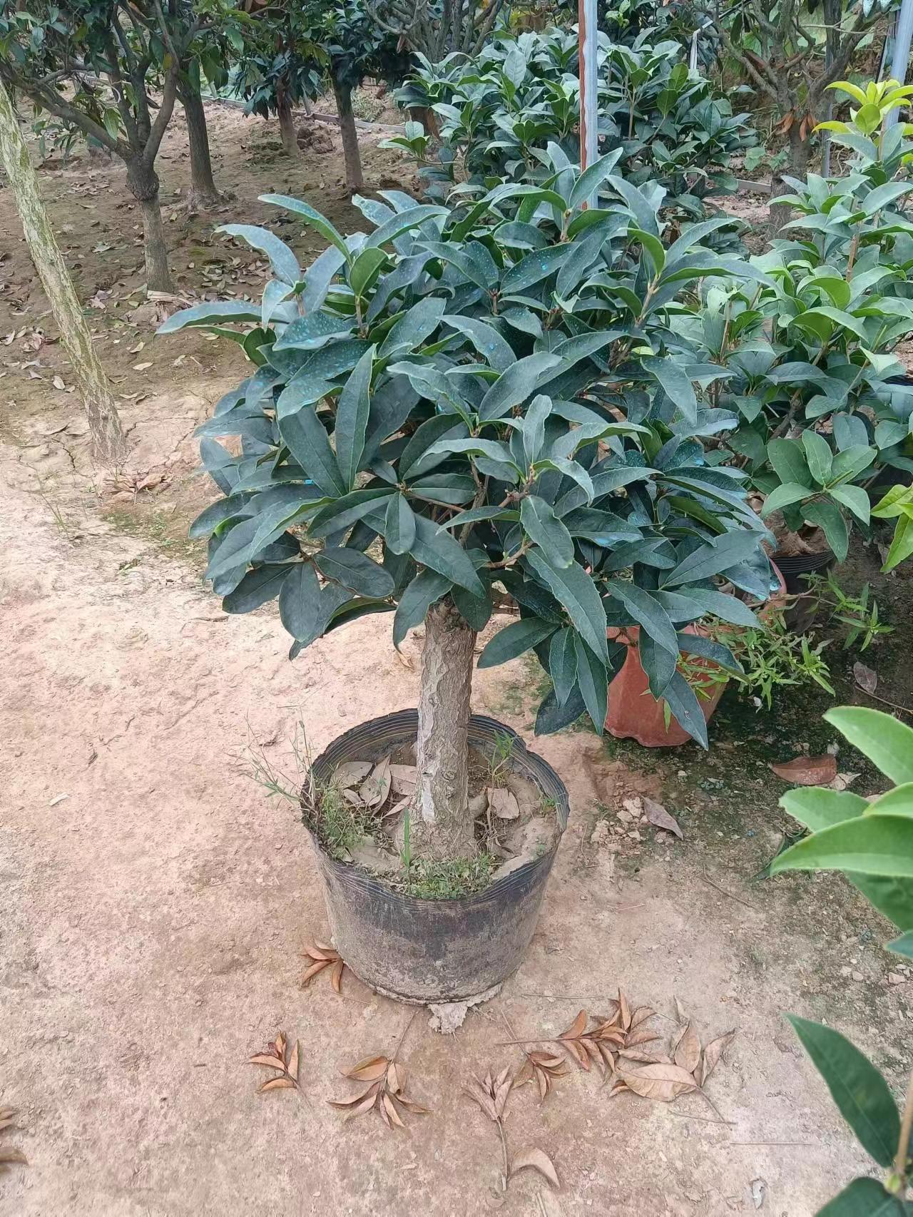 流苏嫁接日香桂佛顶珠天香台阁桂花盆栽盆景树苗浓香型四季开花,淘宝优惠券,粉丝福利购,淘宝优惠卷