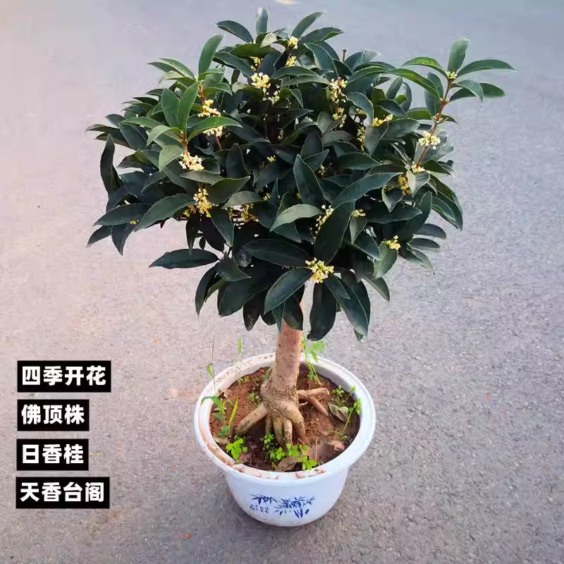 流苏嫁接日香桂佛顶珠天香台阁桂花盆栽盆景树苗浓香型四季开花,淘宝优惠券,粉丝福利购,淘宝优惠卷