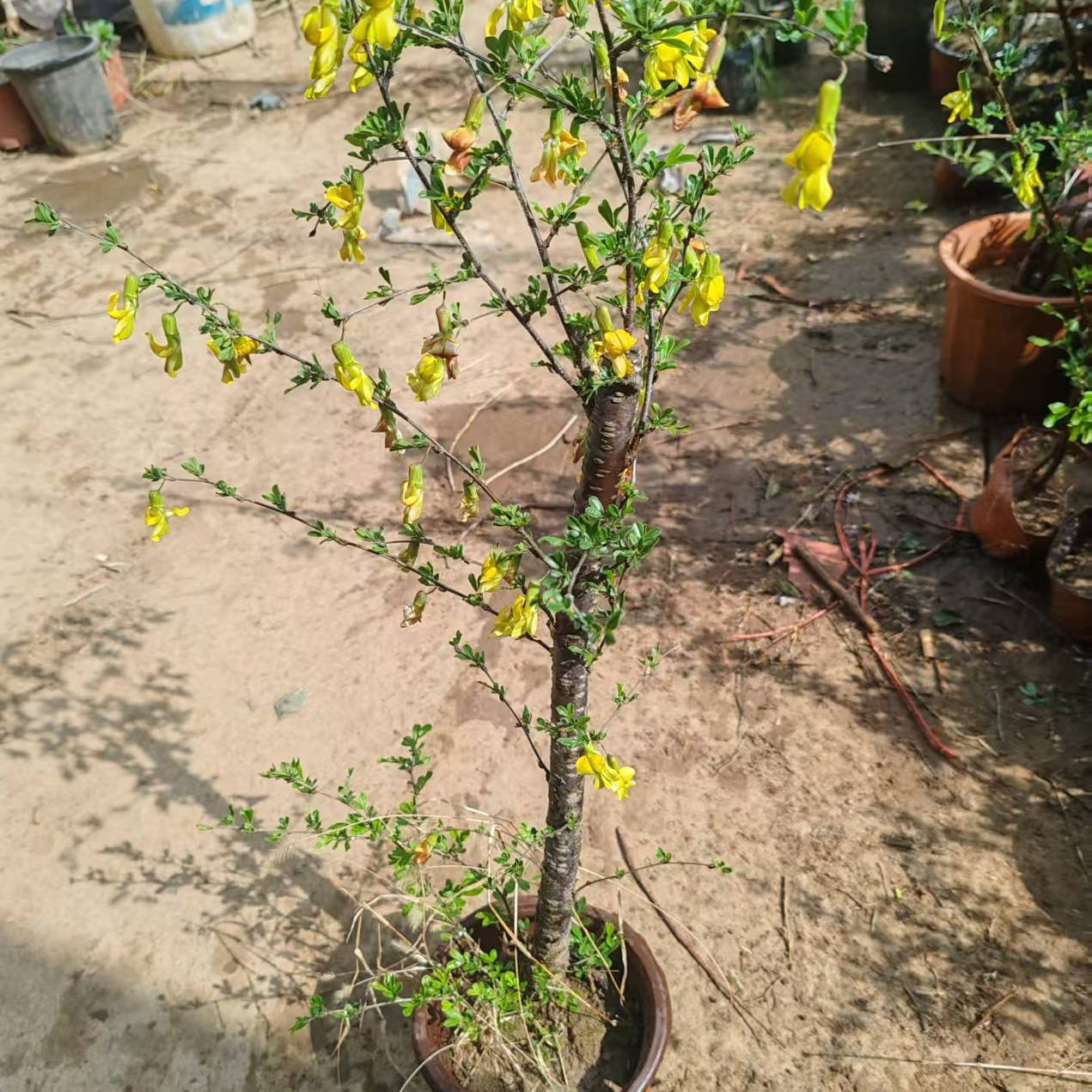 可食用黄金雀盆栽树苗南雀北雀花老桩新鲜盆栽金雀梅锦鸡儿阳雀花,淘宝优惠券,粉丝福利购,淘宝优惠卷