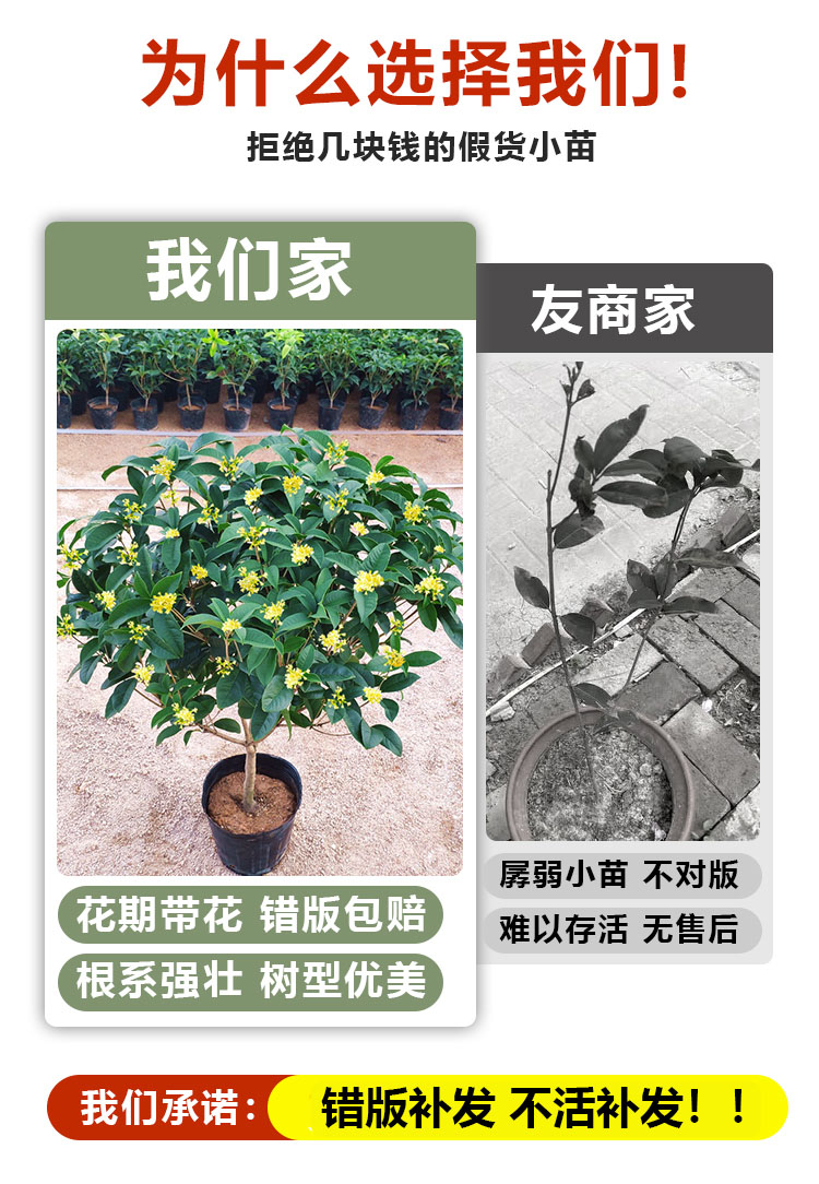 桂花盆栽室内客厅四季桂花绿植金桂树苗花卉浓香型阳台四季开花 - 图2