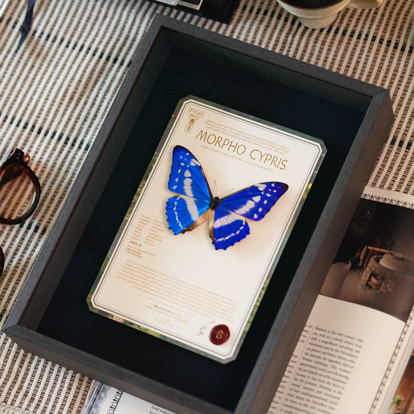 蝴蝶歌剧院｜原创塞浦路斯闪蝶罕见标本生日礼物法式高级装饰画 - 图2