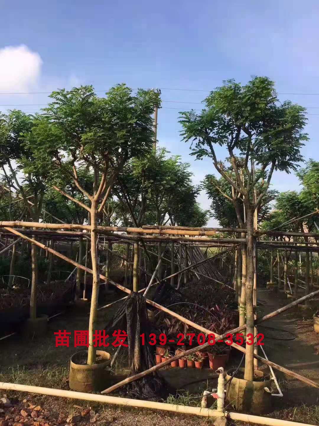 黄槐决明树 黄花槐 小乔木 - 图1