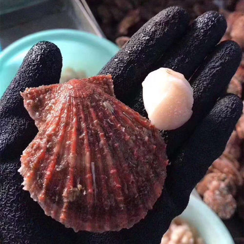 干贝干货元贝瑶柱500g长岛深海鲜贝丁扇贝丁特价海鲜煲汤海产 - 图1
