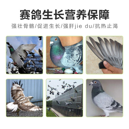 汉诺威维高肝精100ml赛鸽信鸽用品肝精液幼鸽鹦鹉鸟 - 图0