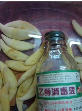 吊坠项链饰品黑狗牙真狗牙饰品