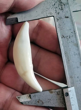 超大号真狗牙齿仿狼牙黑狗牙