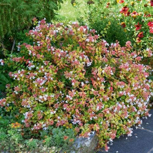 【嘉瑞】常绿芳香灌木大花六道木“万花筒”盆栽苗 - 图0
