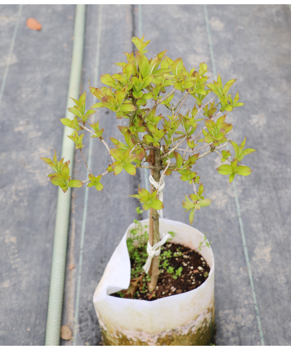 【嘉瑞】独杆木本花卉花树 金叶锦带  盆栽苗 - 图2