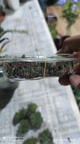 【嘉瑞】木纤维营养土 松鳞 赤玉土 黑金沙 火山岩 - 图3