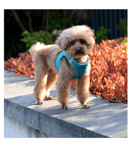 狗狗牵引绳小泰迪狗脖套小型犬胸背带背心式猫咪专用外出宠物狗绳 - 图1
