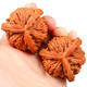 Wenwan walnut three-edge Daben high polishing machine brushes and coats with pulp