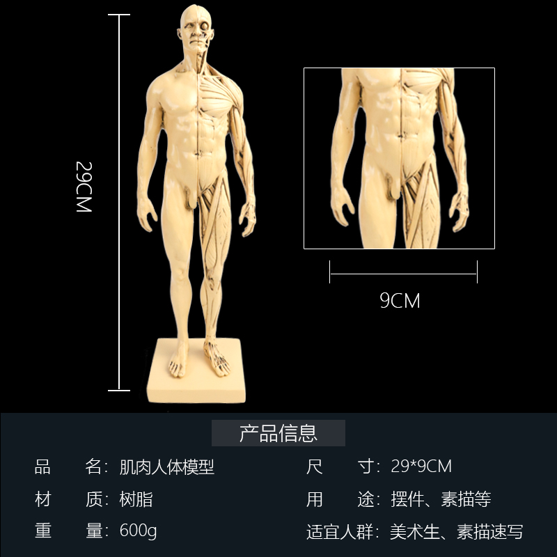 吾辰画材树脂医用人体骷髅头部肌肉结构美术素描速写绘画参考模型 - 图1