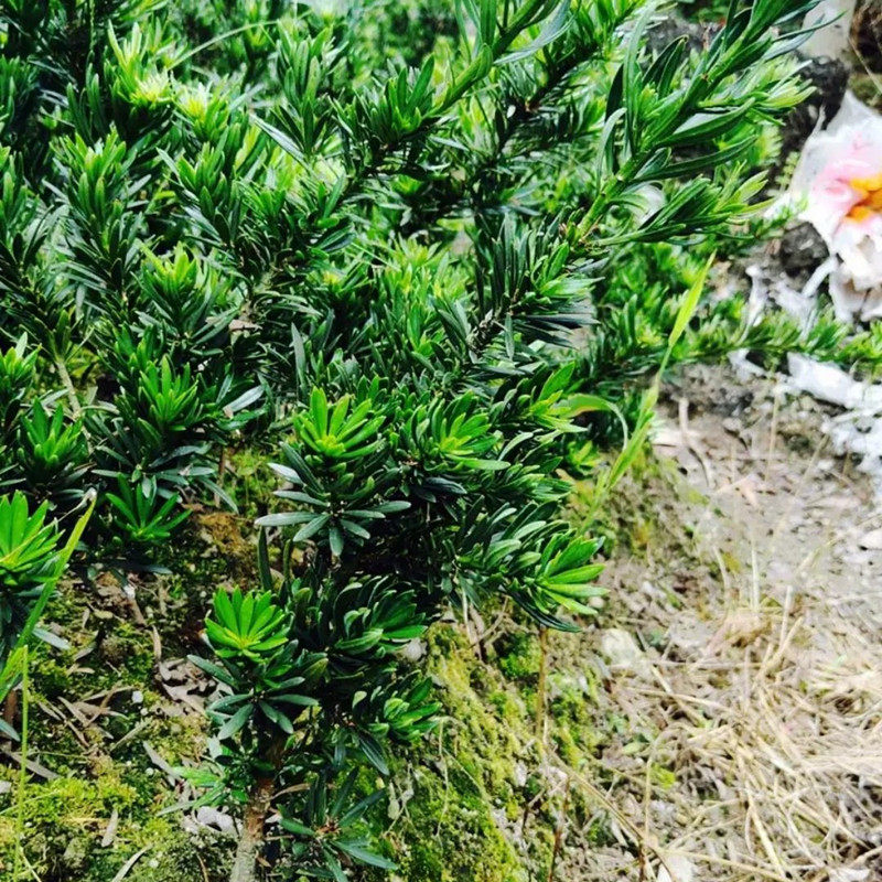 包邮雀舌菊花芯罗汉松 矮桩盆景苗 素材苗绿植造型 四季青 扦插苗,淘宝优惠券,粉丝福利购,淘宝优惠卷