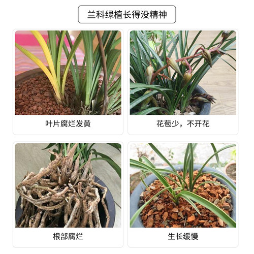 中古12号兰科植物绿植兰花君子通用型家用浓缩鲜花营养液花卉 - 图0