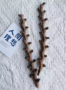 进口干花干果壳刺猬壳海参壳小南瓜热基蒂巴果天然植物南美缸造景