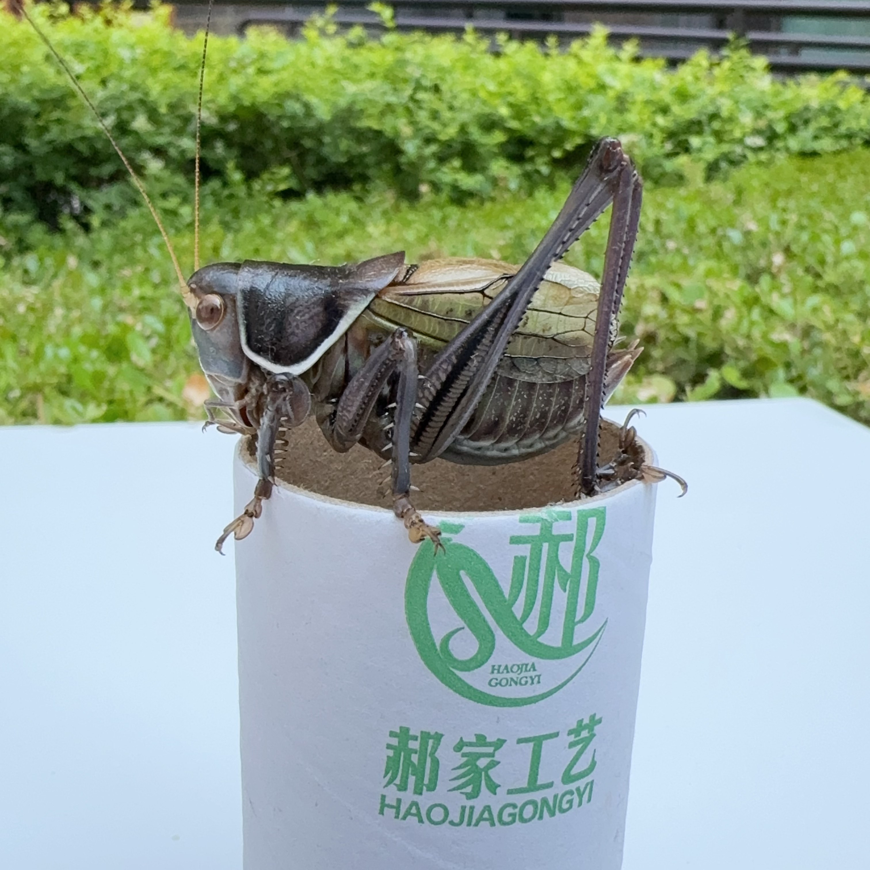 郝建伟中包铁皮蝈蝈（个头大 膀型好 出叫好）,淘宝优惠券,粉丝福利购,淘宝优惠卷