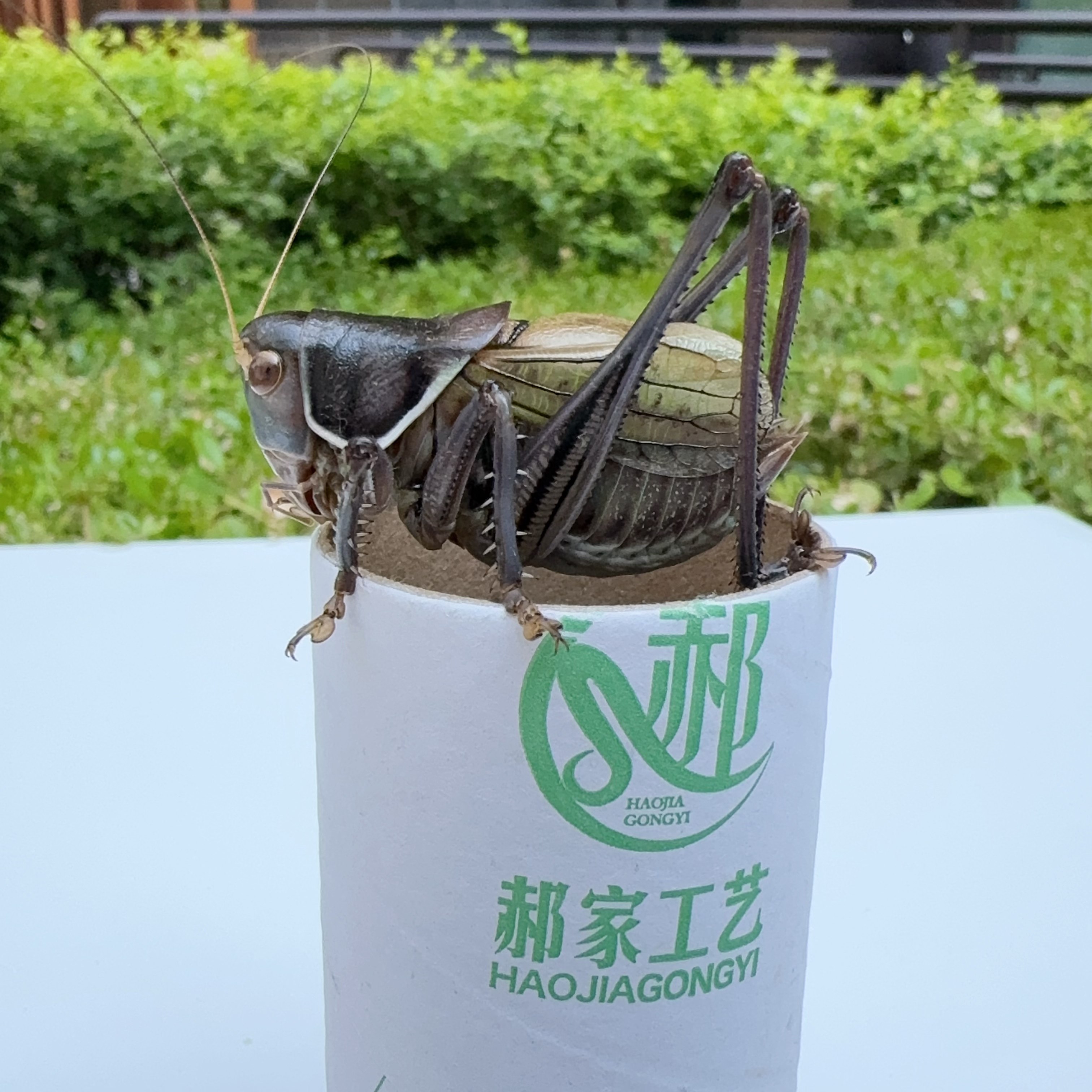郝建伟中包铁皮蝈蝈（个头大 膀型好 出叫好）,淘宝优惠券,粉丝福利购,淘宝优惠卷