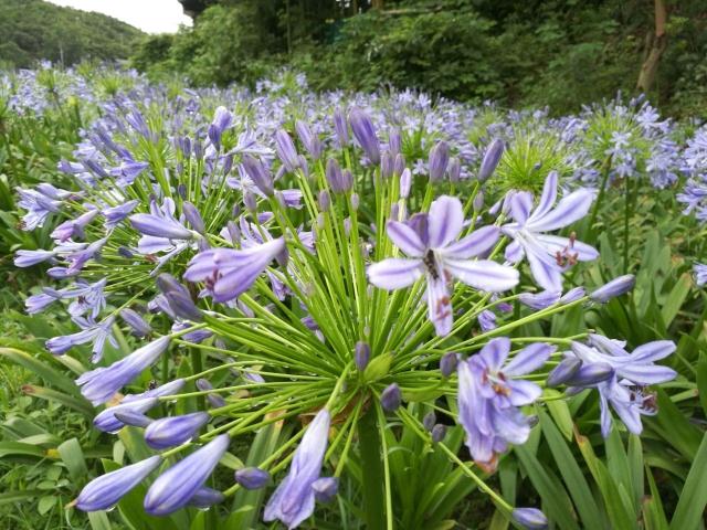 百子莲   蓝花百子千孙莲  两株裸根球苗 - 图1