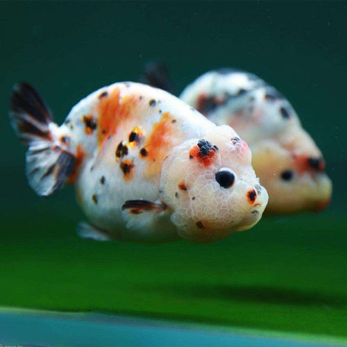 兰寿金鱼活鱼精品重墨奶牛小尾五花寿水墨寿红白兰寿黑寿好养包活 - 图2