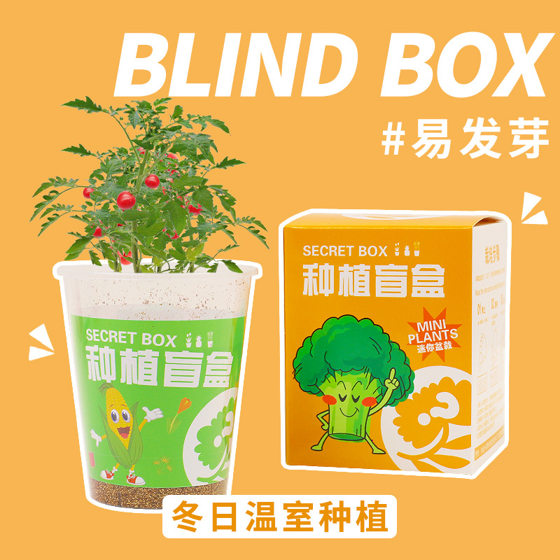 儿童种植小盆栽幼儿园向日葵植物学生观察绿植种子盒diy迷你盲盒 - 图1