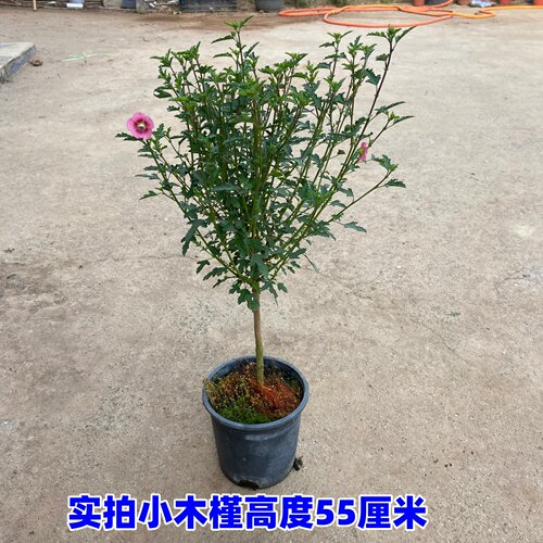 小木槿棒棒糖盆栽花苗小苗阳台庭院 耐热植物微草莓独杆 - 图2