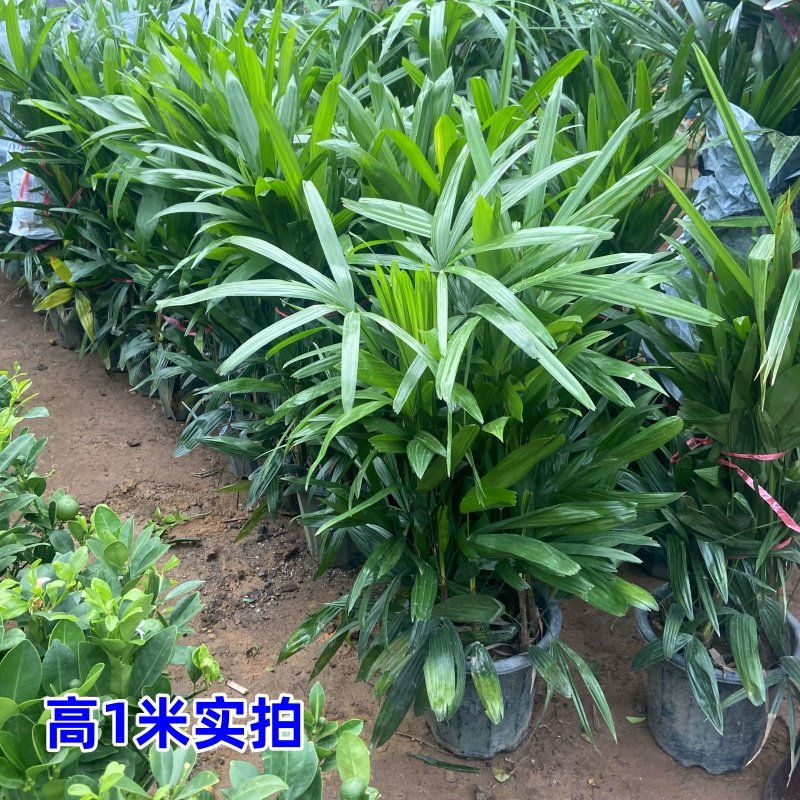 棕竹盆栽山棕室内植大型绿植花卉盆栽观叶植物四季常青净化空气,淘宝优惠券,粉丝福利购,淘宝优惠卷