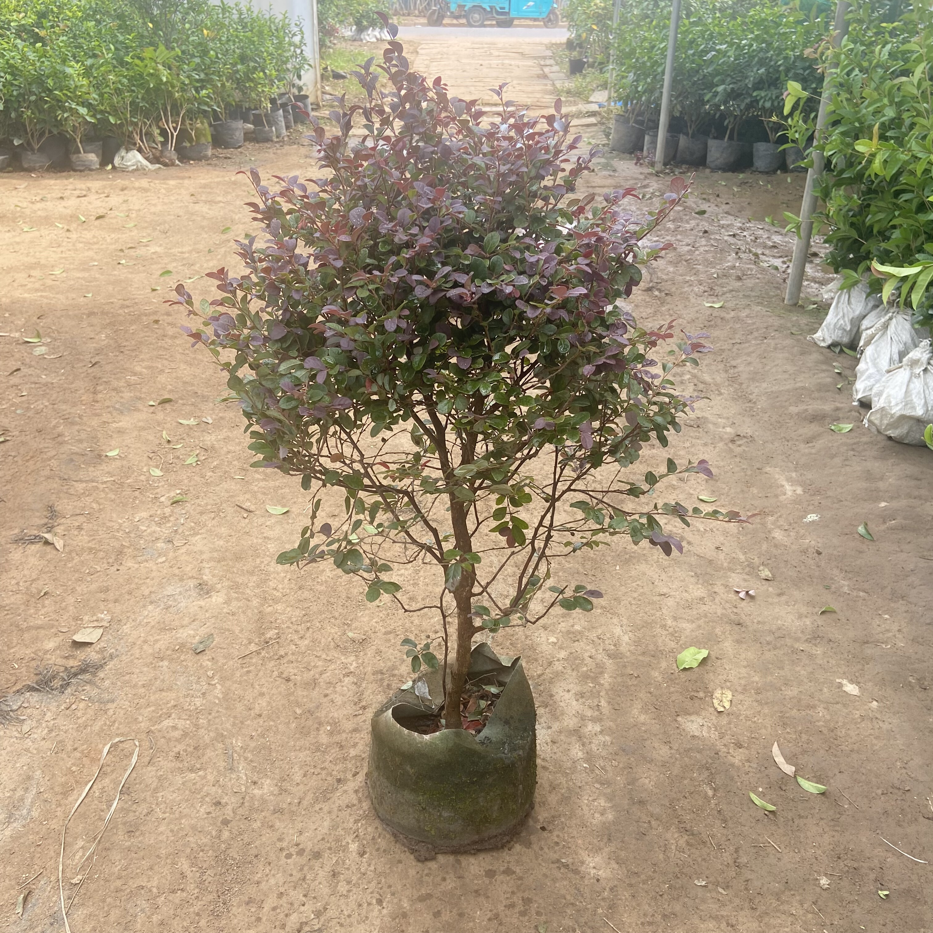 庭院别墅红花继木红花继木盆栽地栽室外耐寒彩色苗木冬天不落叶,淘宝优惠券,粉丝福利购,淘宝优惠卷