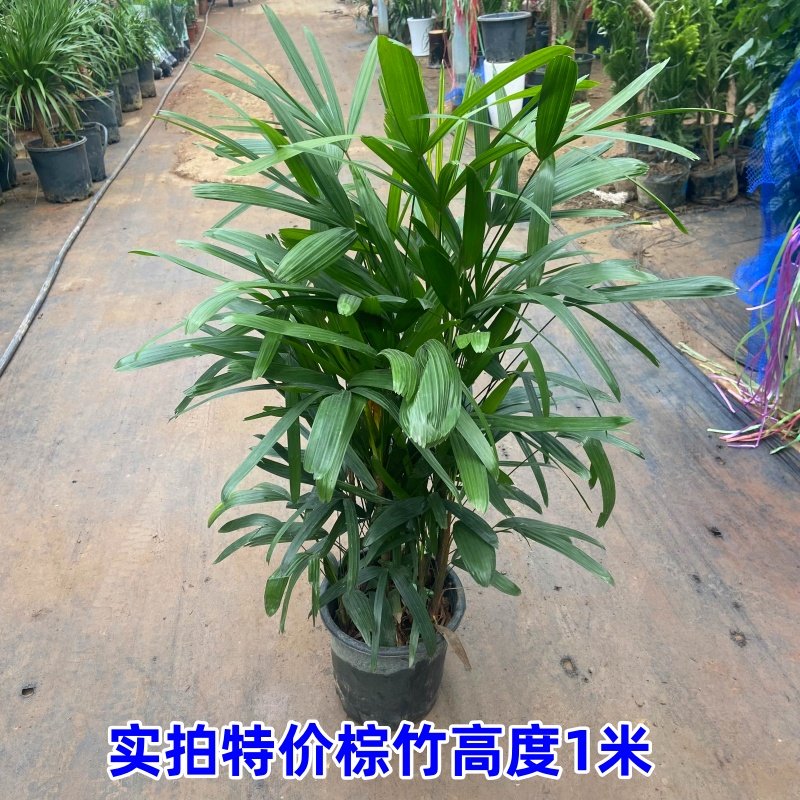 棕竹盆栽山棕室内植大型绿植花卉盆栽观叶植物四季常青净化空气,淘宝优惠券,粉丝福利购,淘宝优惠卷