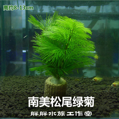 松尾绿菊花草金鱼藻定植株迷你小虾缸圆缸造景易养弱光新手真水草 虎窝淘