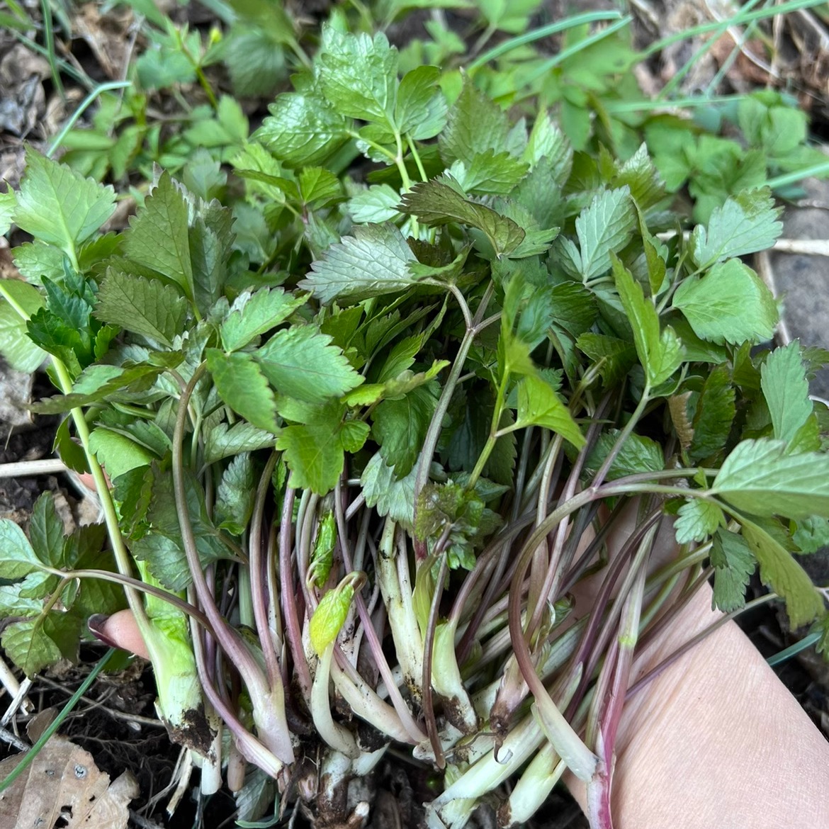 东北长白山脉野生大叶芹新鲜山芹菜老山芹500g现采现发 包邮 - 图0