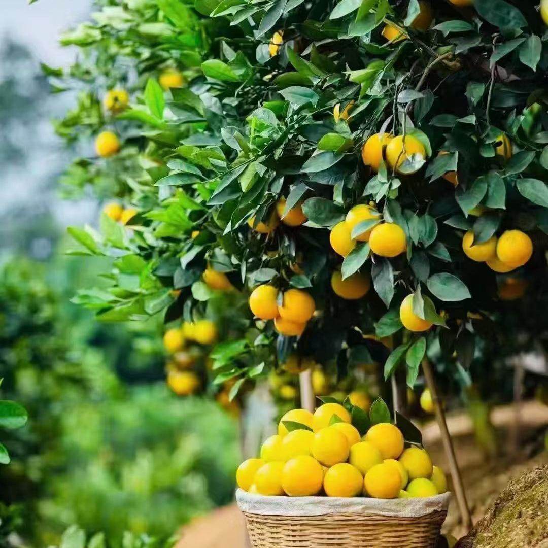 云南哀牢山冰糖橙5斤10斤当季水果新鲜现摘肉嫩自家果园多汁正宗,淘宝优惠券,粉丝福利购,淘宝优惠卷