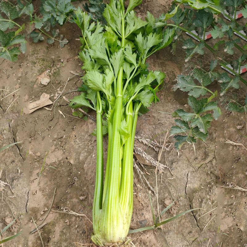 皇冠西芹种子实心芹菜耐热耐寒纤维少抽苔晚早熟四季基地品种