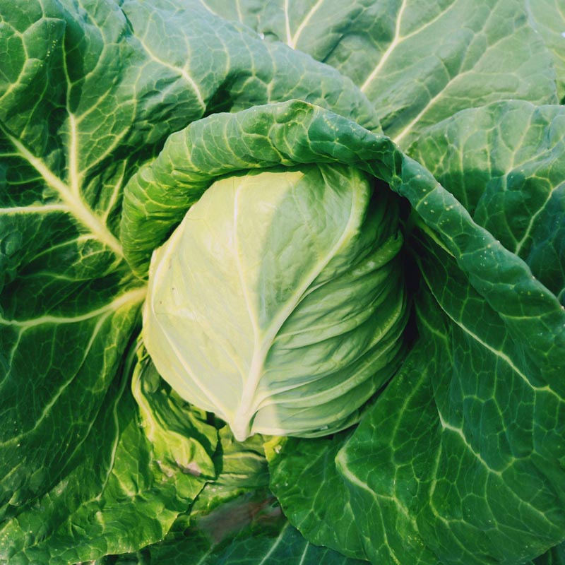 牛角心甘蓝种子争春越冬包菜种农户大面积种植蔬菜种孑秋冬季包邮