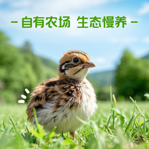 神丹鹌鹑铁蛋蜂蜜味鹌鹑卤蛋开袋即食办公休闲零食袋装 - 图0