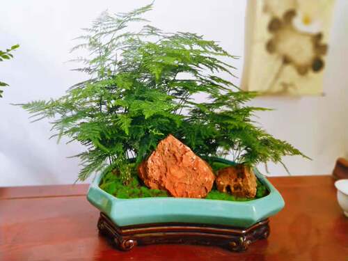 文竹盆景北京发货室内绿植花卉桌面小型观赏植物客厅办公桌卧室喜 - 图0