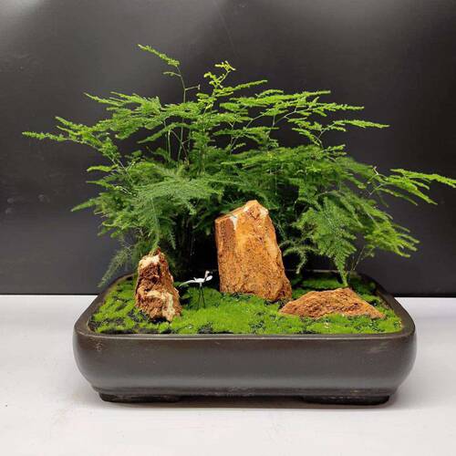 文竹盆景北京发货室内绿植花卉桌面小型观赏植物客厅办公桌卧室喜 - 图2