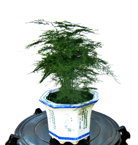文竹盆景北京发货室内绿植花卉桌面小型观赏植物客厅办公桌卧室喜 - 图3