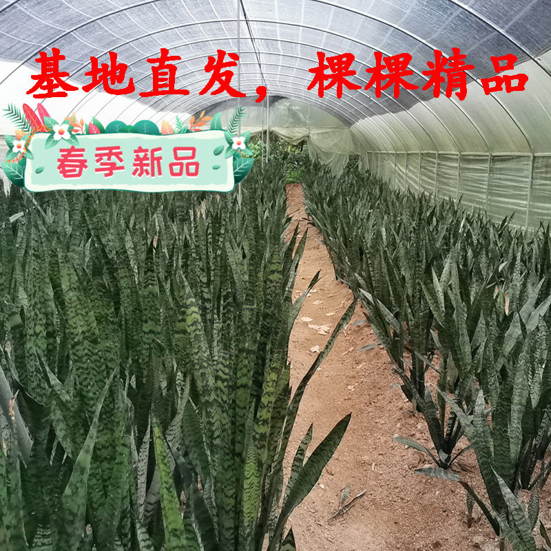 绿色虎尾兰高银脉虎皮兰包邮室内客厅大型植物吸甲醛净化空气绿植 - 图0